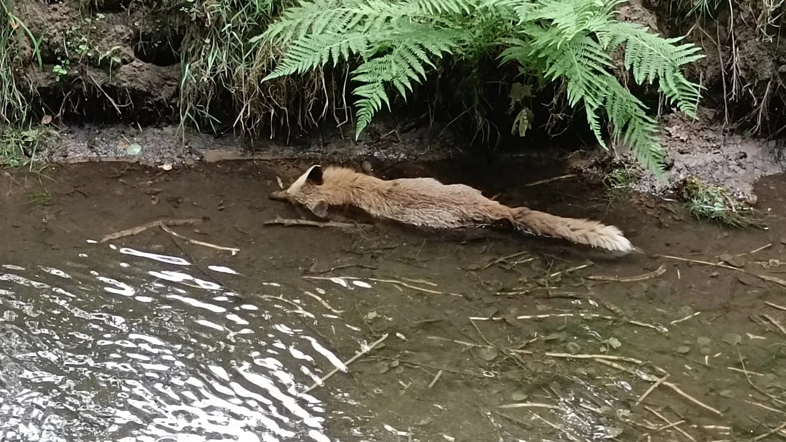 Zdjęcia do artykułu Toksyczny zapach nad Kanałem Wawerskim – Czy władze reagują wystarczająco szybko?