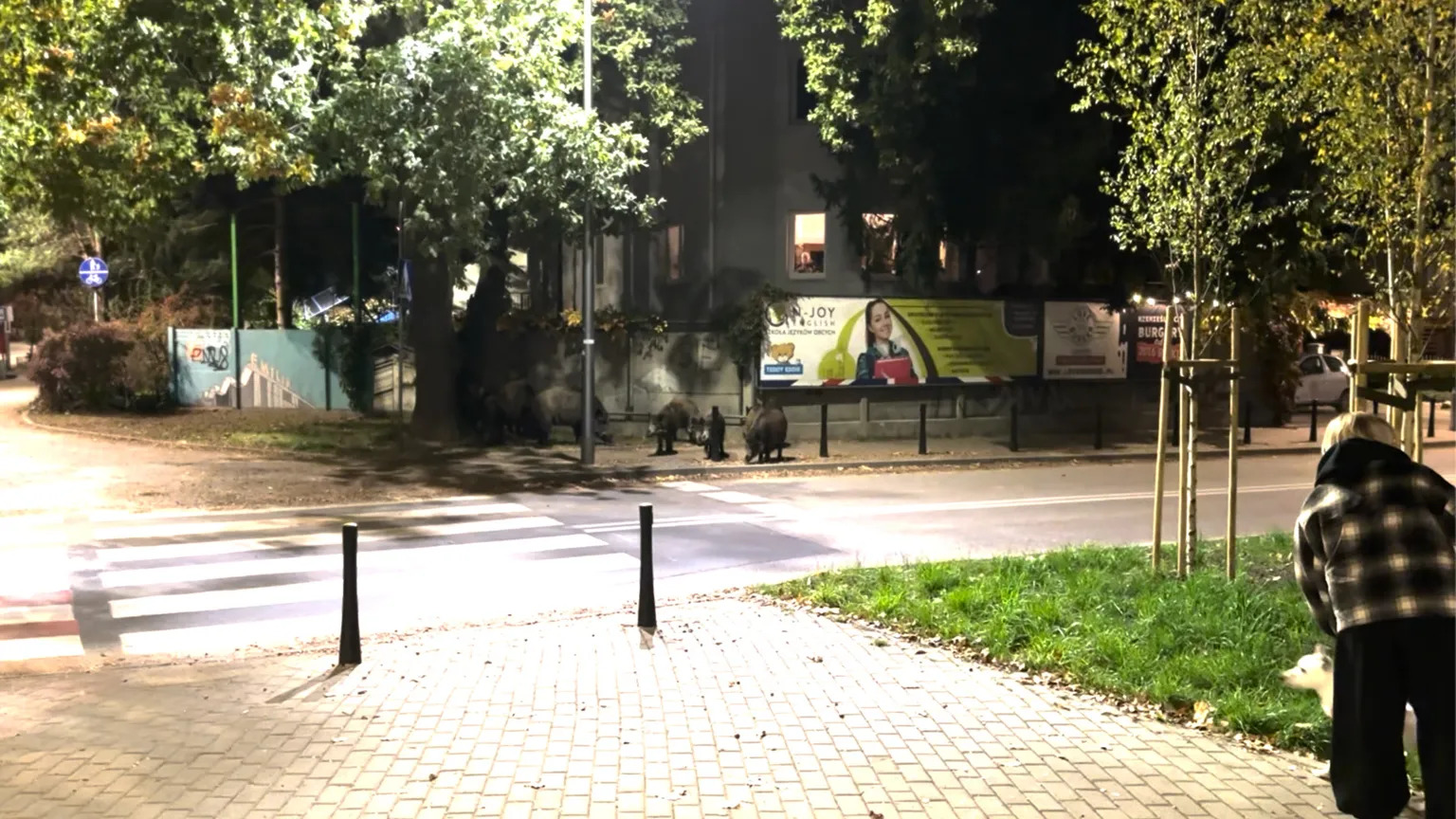 Uwaga, dziki przy poczcie na ul. Jana Pawła w Starej Miłośnie!