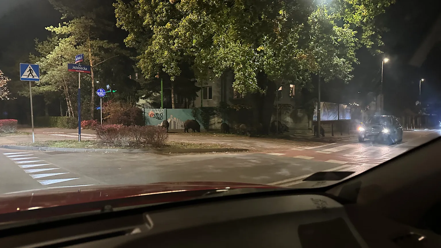 Uwaga, dziki przy poczcie na ul. Jana Pawła w Starej Miłośnie!