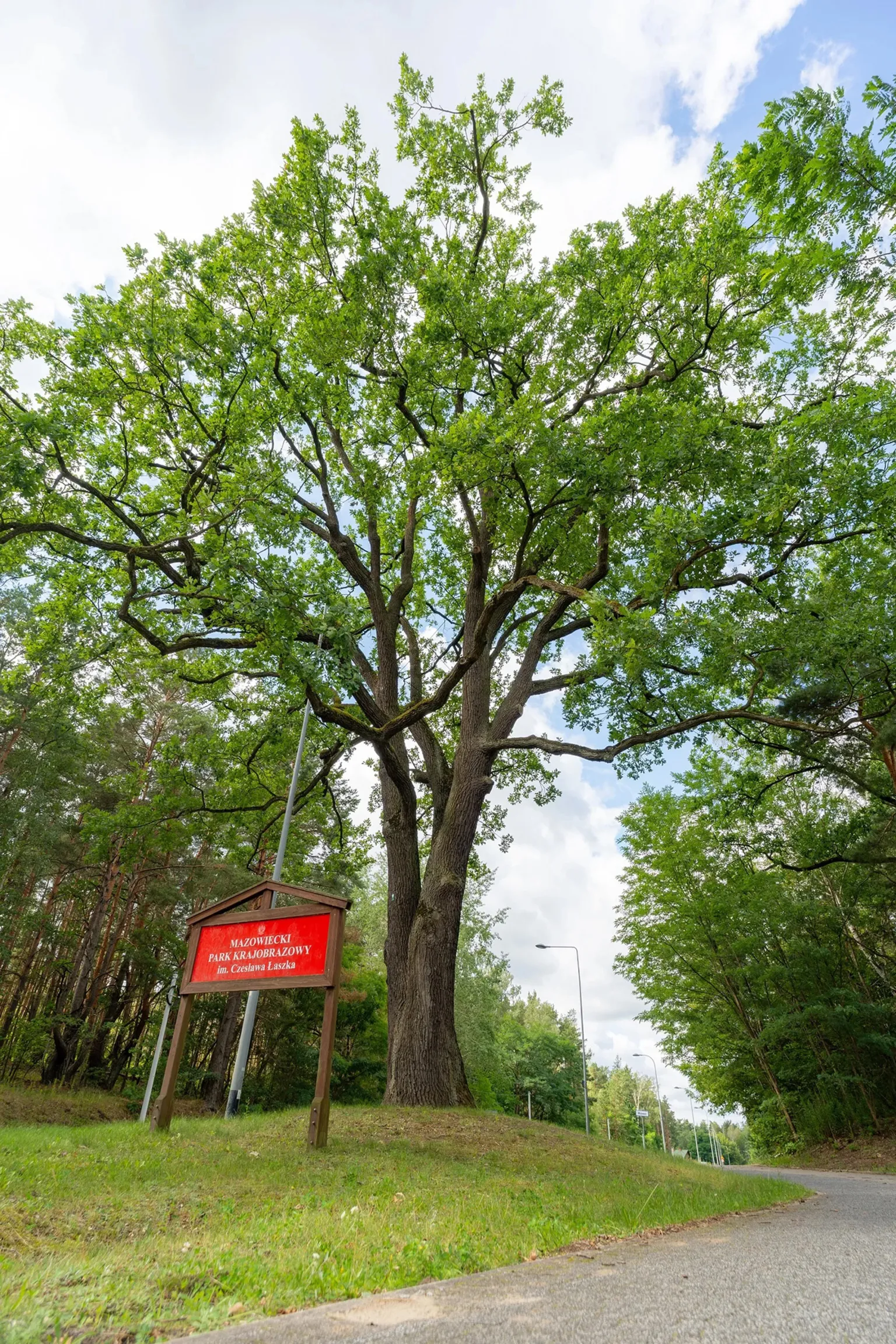 Dąb przy Granicznej w finale plebiscytu na Warszawskie Drzewo Roku