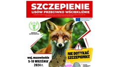 Zdjęcie do artykułu Uwaga - Szczepienie lisów wolno żyjących przeciwko wściekliźnie