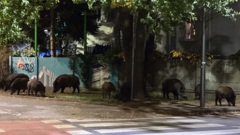 Uwaga, dziki przy poczcie na ul. Jana Pawła w Starej Miłośnie!
