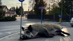 Zdjęcie do artykułu Dziki w Starej Miłośnie: wyzwanie dla mieszkańców i władz