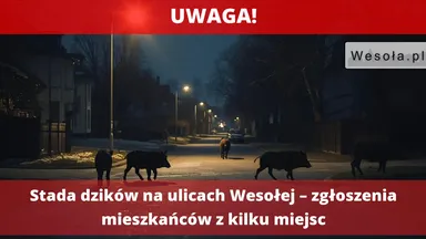 Stada dzików na ulicach Wesołej – zgłoszenia mieszkańców z kilku miejsc