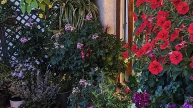 Balkon z Wesołej na podium konkursu „Warszawa w kwiatach i zieleni”