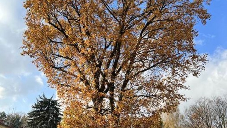 Dęby Malwa i Miłosz