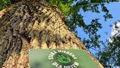 Dęby Legia i Pogoń