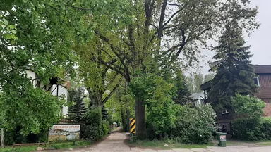 Dęby Witolda Plapisa i Czesława Łaszka