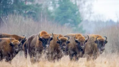 Zdjęcie do artykułu Wernisaż wystawy fotografii Jana Kłosa: Odkryj faunę Puszczy Białowieskiej